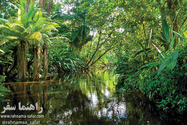 جنگل آمازون