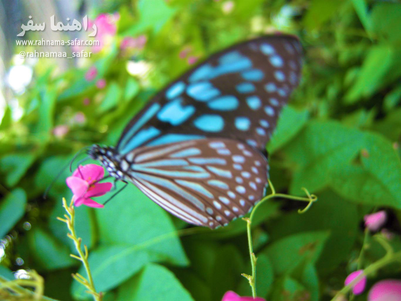 باغ زیبای پروانه ها در ساموئی