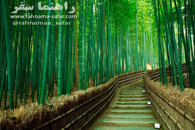 جنگل زیبا و دیدنی بامبو در ژاپن