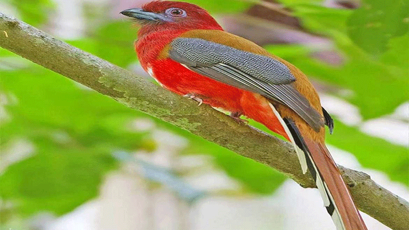 پرنده ی کوبایی