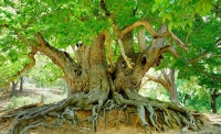 ده درخت از قدیمی ترین درخت های دنیا