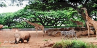 باغ‌وحش ژوهانسبورگ درآفریقای جنوبی