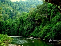 پارک ملی تانجانگ پوتینگ در اندونزی