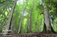 بوستان جنگلی صفا رود رامسر