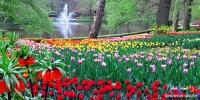 باغ گل کوکنهوف(Keukenhof) در هلند