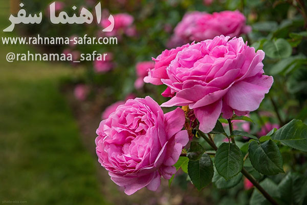 شهر قمصر کاشان، پیچیدن عطر بهشت در کاشان