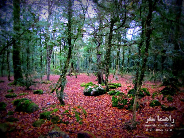 پارک جنگلی سی سنگان نوشهر گیلان