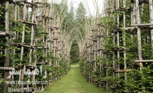 کلیسای جامع درختی در ایتالیا | جاذبه های گردشگری ایتالیا