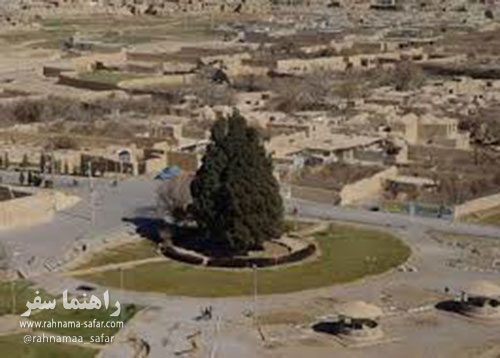 حال این روزهای کهنسالترین موجود زنده ایران