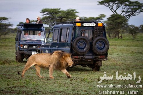 سافاری چیست (Safari)؟