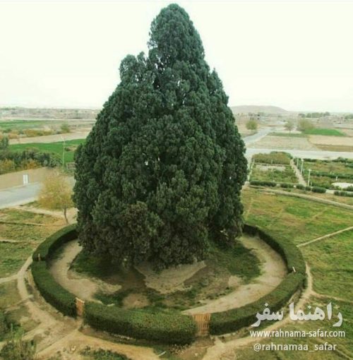 سرو ابر کوه یزد؛ قدیمیترین موجود زنده ایران